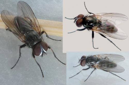 Réf. 225 204 : Fannia scalaris